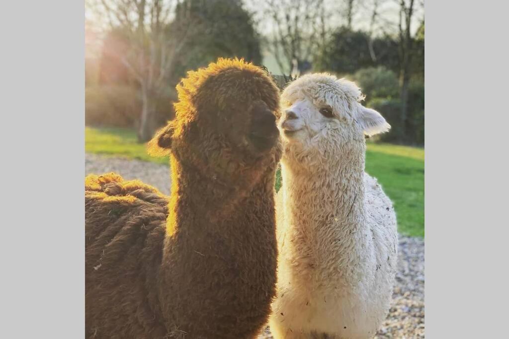 Alpaca Lodge Sittingbourne Esterno foto